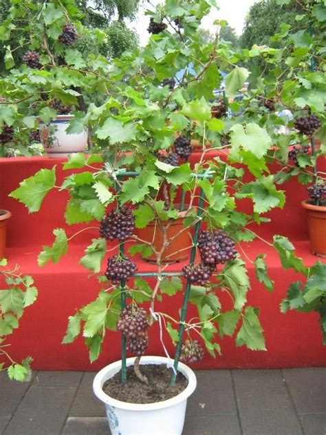 樹葡萄盆栽種植